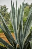 Spider webs on agave India-2-1945