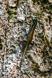 08 24 Juvenile Striped Tree Skink 3971