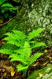 2024 06 06 Ferns 0351