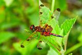 06 30 Calico Pennant dragonfly 5936-2