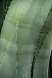 Agave India-2-1953