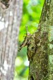 08 24 Stingless bee colony 3986