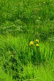 06 13 Yellow iris at Giants Causeway 5106