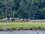 2024 06 16 Ponies on Assateague Island, VA i6056