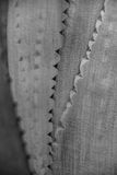 Agave India-2-1960-2bw