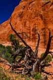 Still fighting Utah19-2-1085