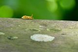 08 24 Unknown Caterpillar 4007