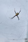 Cross Spider Female India-2-1966