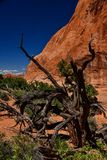 Still fighting Utah19-2-1088
