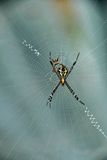 Male and female cross spider India-2-1976