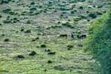 Woman and donkeys Moroc-3634