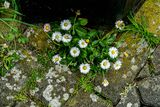 06 13 Some call them weeds 5117
