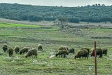 Sheep grazing Moroc-3645