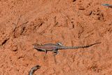 Another lizard - hoping it isnt beeing seen! Utah19-2-1101
