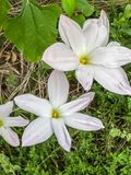 2024 07 10 Rain or Zephyr lily 6814