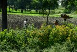 09 04 Harvesting sunflower seed heads India-2-2034