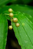 07 01 False Solomons Seal berries 6086