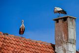04 02 Ifrane - Roof sentinels Moroc-3661