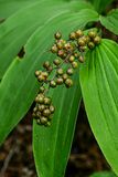 07 01 False Solomons Seal berries 6092
