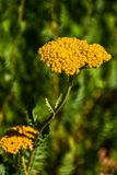 07 18 Yellow yarrow 7518
