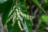 07 01 Sourwood blossoms 6104