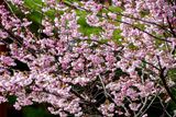 04 02 Ifrane - Cherry blossoms Moroc-3685