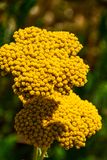 07 18  Yellow yarrow 7553