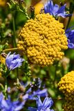 07 18  Yellow yarrow 7554
