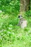 09 04 Black-footed Gray Langur India-2-2132