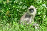 09 04 Black-footed Gray Langur India-2-2134