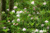 07 01 Rhododendrons 6123-2