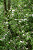 07 01 Rhododendrons 6125