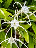 08 25 Spider lily i0408