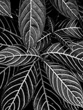 08 25 i0399bw