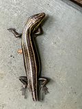 2024 07 31 Stubby juvenile five-lined skink 9526