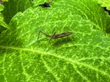 2024 07 31 Zelus assain bug i9513