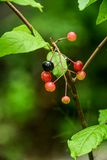 07 01 Berries 6127