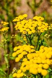 07 18 Common tansy 7549