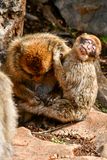 04 02 Nothing like a good grooming from Mom! Moroc-3703