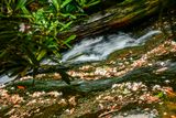 07 01 Mountain stream and fallen rhododendron blossoms 6141