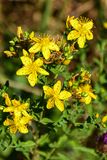 07 18 St. Johns Wort 7504