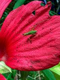 2024 08 12 Tettigoniid nymph eating my swamp hibiscus i9632
