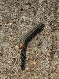 2024 08 14 Armyworms wreaking havoc in local lawns i9659
