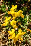 07 18 Birds-foot trefoil 7555