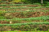 09 04 Terraced potatoes India-2-2261