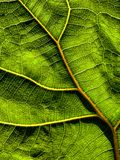 2024 08 25 Fig leaf i9874