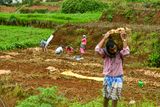 09 04 Potato harvest India-2-2267