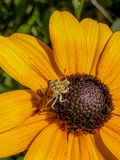 2024 08 28 Ambush bug lying in wait i9941