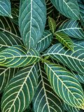 08 25 Zebra plant 0399-2