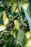 07 18 TBD insect galls 7558